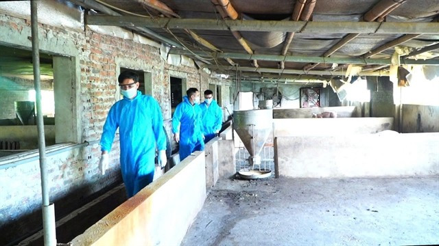Authorities inspect livestock farms in Hanoi's Lien Minh commune. (Photo: thuonghieucongluan.com.vn)