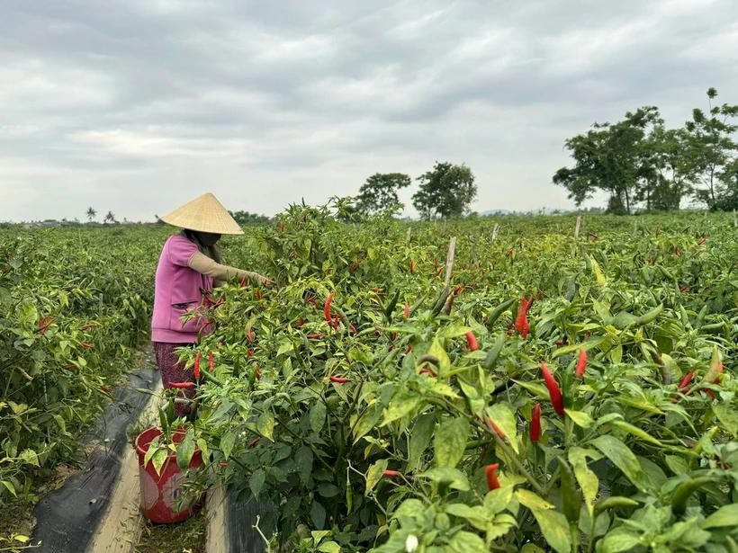 Illustrative image (Photo: VNA)