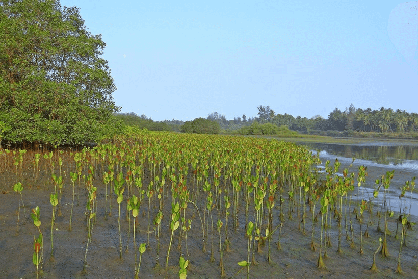 Nature-based solutions include the protection and restoration of mangrove areas that help shield coastal communities from storm surges. (Photo: www.straitstimes.com)