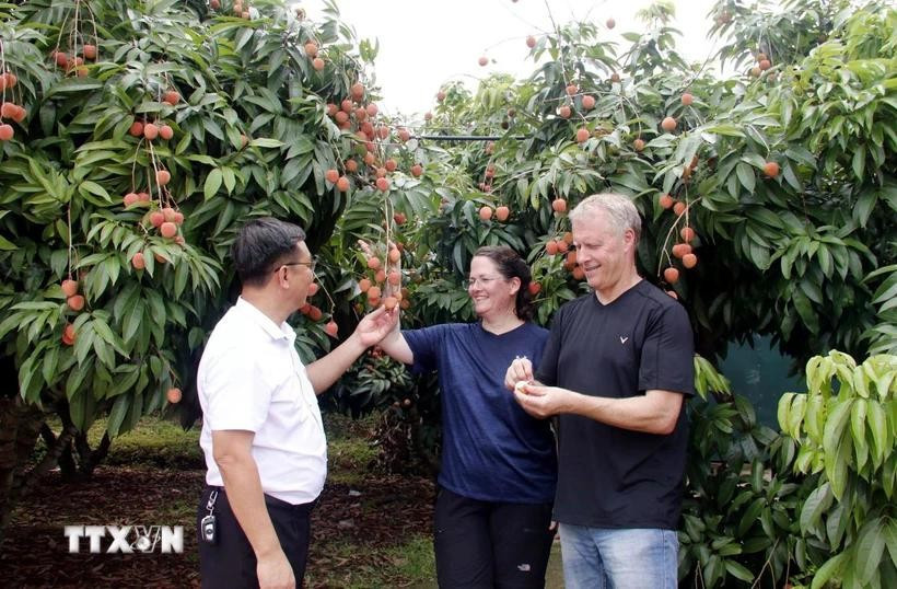 Tourists visit a lychee farm. (Photo: VNA)