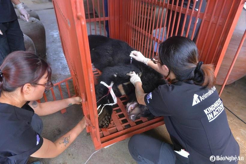 An Asian black bear (Ursus thibetanus) has been handed over to the Vietnam Bear Rescue Centre at Bach Ma National Park in Hue city. (Photo: baonghean.vn)