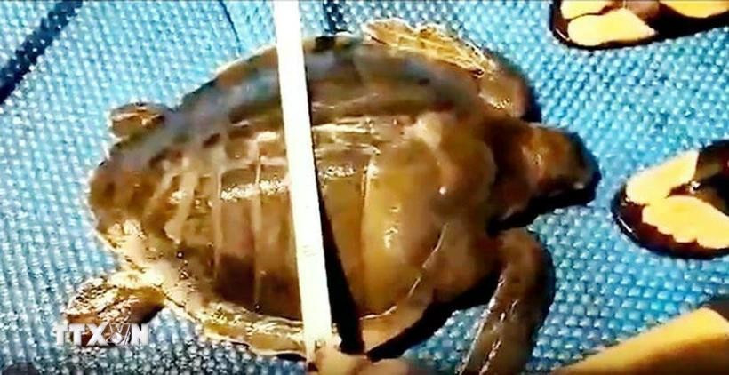 The turtle, whose scientific name is Lepidochelys olivacea, is an extremely rare and precious animal. (Photo: VNA broadcasts)