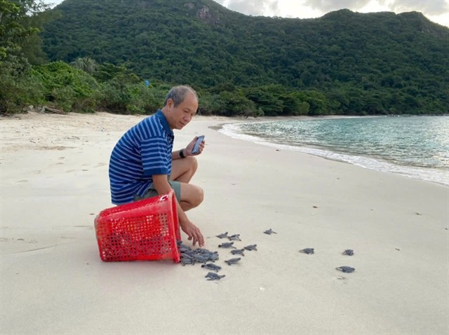 Baby sea turtles released into the ocean at Hon Bay Canh Beach, part of Con Dao National Park. (Photo: VNA)