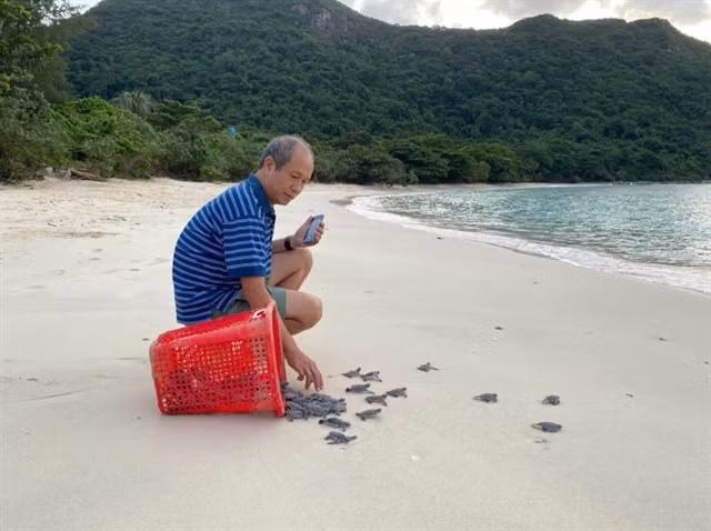 Baby sea turtles released into the ocean at Hon Bay Canh Beach, part of Con Dao National Park. (Photo: VNA)