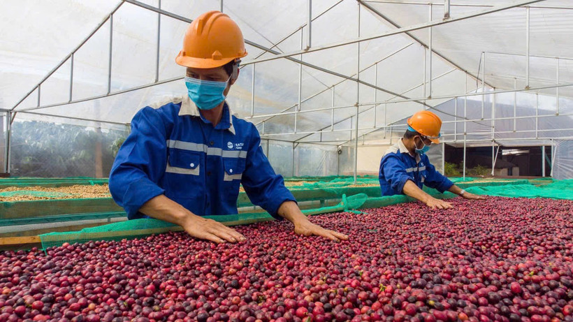 Staple agricultural exports such as pepper and coffee remain resilient, relatively insulated from the US tariffs. (Photo: thanhnien.vn)