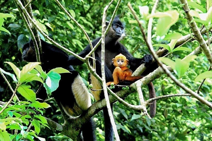 The limestone forest area in Kim Bang, merged into Ninh Binh province as of July 1, 2025, is currently home to the world’s second largest population of Delacour’s Langur (Trachypithecus delacouri), estimated at 120–150 individuals (Photo: VNA)