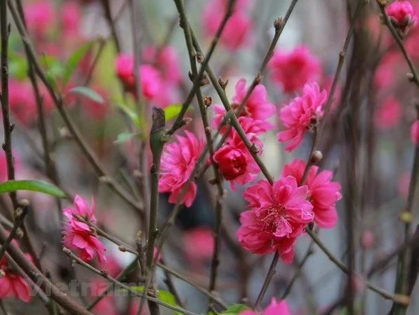 The vitality of peach blossoms symbolises the enduring prosperity and growth of individuals and families. (Photo: VNA)