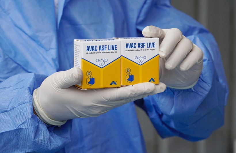 The African swine fever vaccine AVAC ASF LIVE (Photo: AVAC)