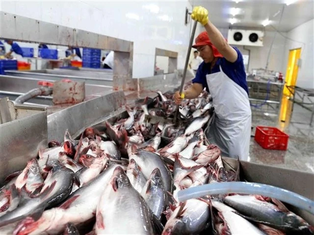 A worker at a pangasius packaging facility in Can Tho city (Photo: VNA)