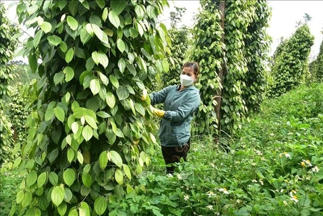 A farmer tends to her pepper plants in the central highlands province of Dak Nong. (Photo: VNA)