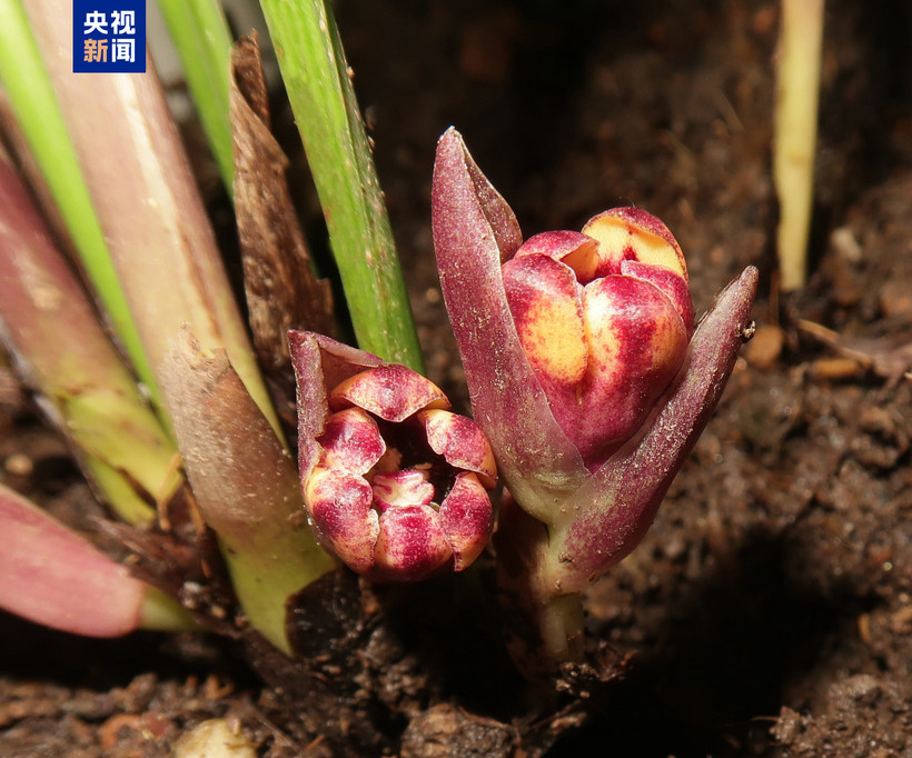 One of the six newly-found species of Aspidistra plants in southern China and northern Vietnam. (Photo: CCTV)