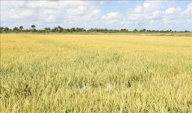 A rice field in Cuba's Pinar del Rio province. Rice production is a bright spot in Vietnam-Cuba agricultural cooperation (Photo: VNA)
