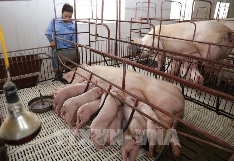 The Minh Loc Breeding Pig Production and Livestock Cooperative in Cam Minh commune, Ha Tinh province. (Photo: VNA)