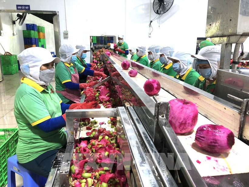 Workers process fruits for export. (Photo: VNA)