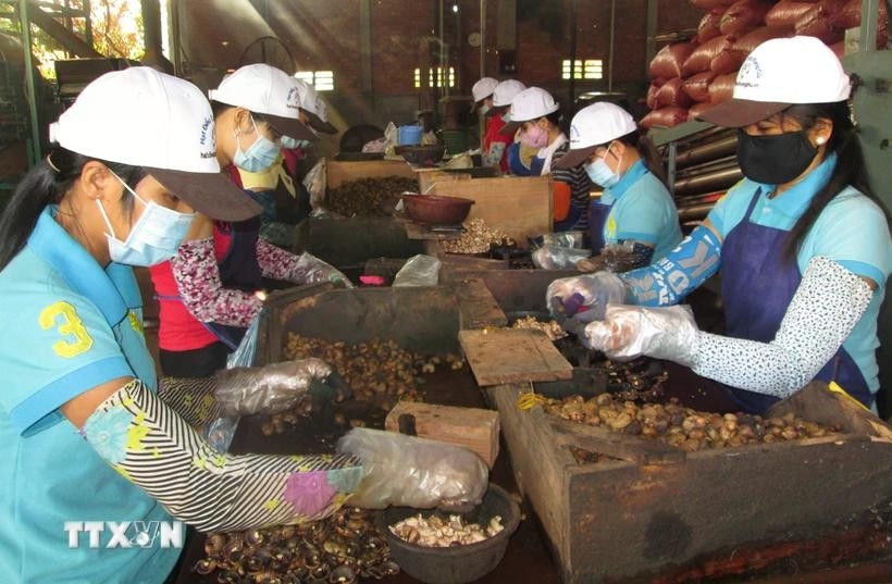 The total export value of agro-forestry-aquatic products in the first quarter of 2025 hit 15.72 billion USD. (Photo: VNA)