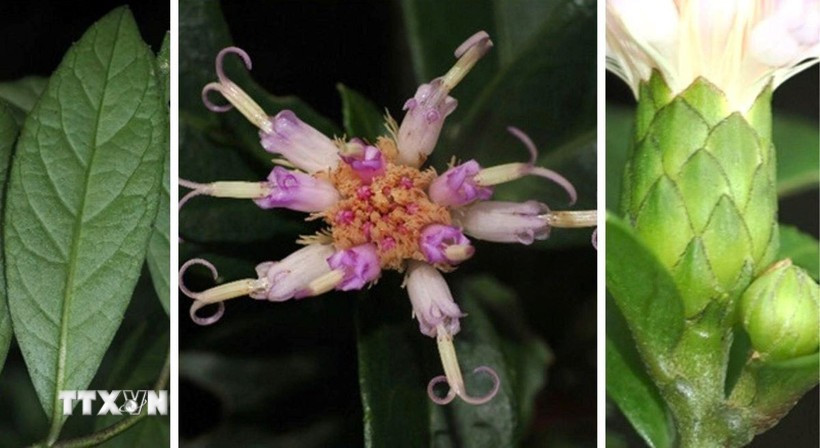 Vietnamese and Japanese scientists have discovered a new plant species, Bach Dau Phong Nha – Ke Bang, scientifically named Decaneuropsis phongnhakebangensis, in Phong Nha - Ke Bang National Park. (Photo: VNA)