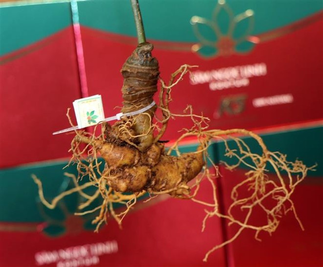Ngoc Linh ginseng is found within a narrow ecological zone around the peak of Ngoc Linh Mountain. (Photo: VNA)