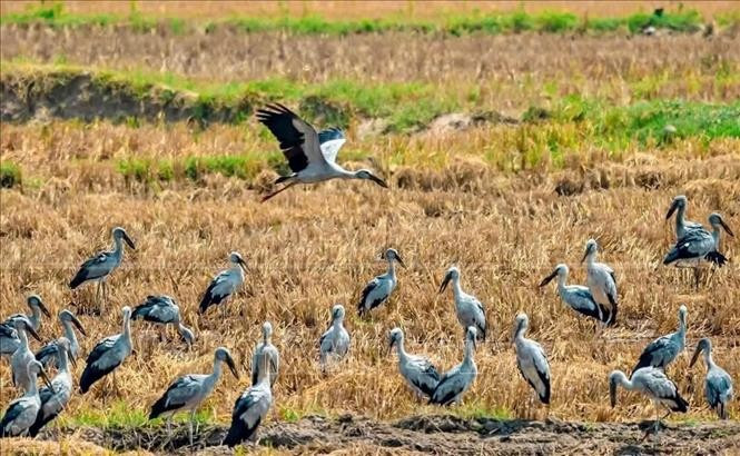 A flock of Asian open-bill storks in Gia Lai (Photo: VNA)