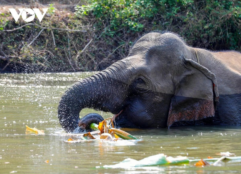 Dak Lak province is embracing an “elephant-friendly tourism” model, enhancing the welfare of domesticated elephants while creating meaningful experiences for visitors. (Photo: VOV)