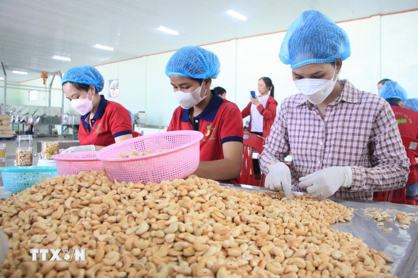 Workers are processing cashew nuts for export (Photo: VNA)