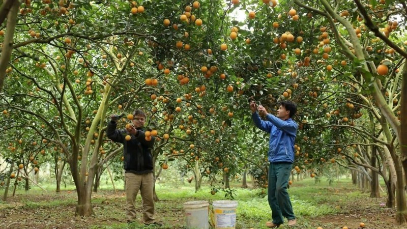 Hoa Binh farms pick oranges (Photo: VNA)