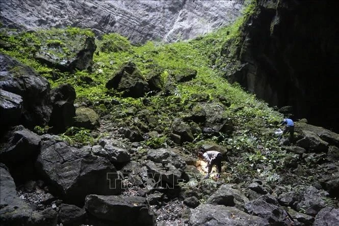 Vietnamese scientists have discovered a new snail species in Son Doong Cave (Photo: VNA)