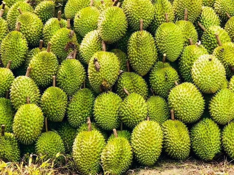 The Chinese market consumes over 90% of Vietnam's durian output (Photo: VietnamPlus)