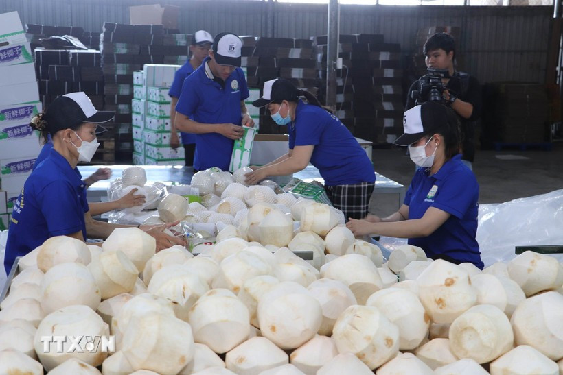 Packaging coconuts for export in Tien Giang province (Photo: VNA)