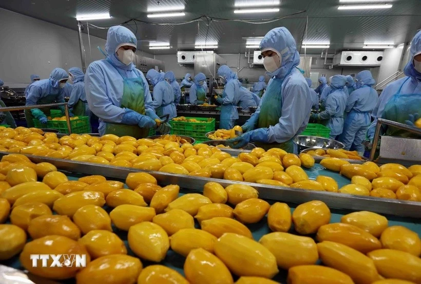 Processing mangos for export (Photo: VNA)