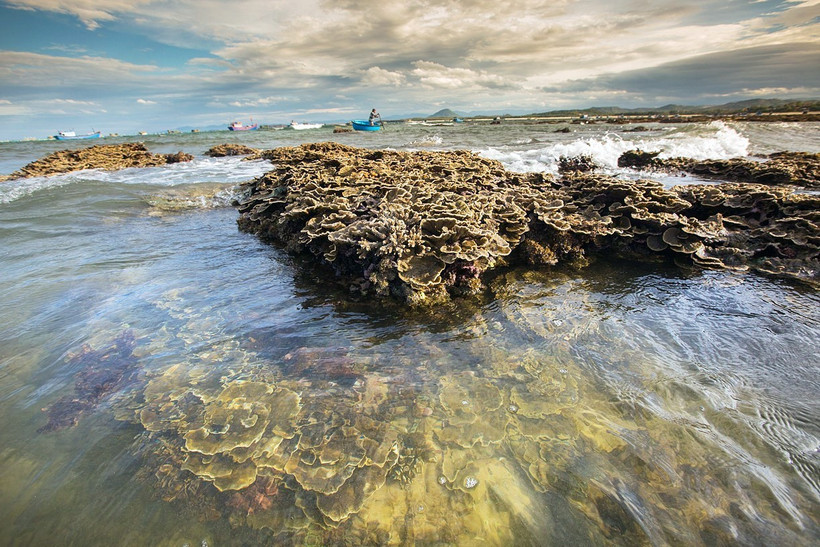 The beautiful natural coral ecosystem at Hon Yen, Phu Yen province. (Photo: VNA)