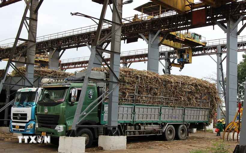 The KCP Sugar Mill in Dak Lak province purchases sugarcane from local farmers for processing. (Photo: VNA)