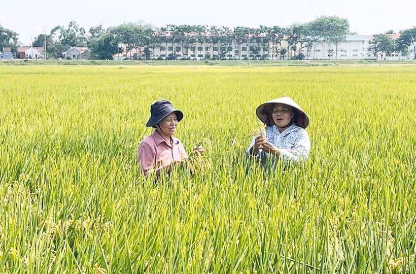 Farmers checking the quality of the TBR225 rice variety in Lien Mac commune of Hanoi (Photo: hanoimoi.vn)