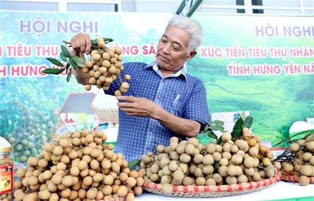 A farmer showcases freshly harvested longan at a trade promotion event in Hung Yen on August 20. (Photo: VNA)