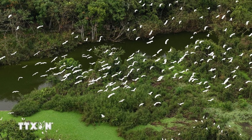 In the breeding season, from the eighth to fourth lunar months, the number of birds in Thung Nham could reach tens of thousands. (Photo: VNA)
