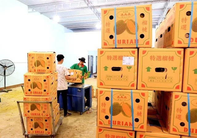 Export durian batches. China has tightened the inspection of Basic Yellow 2 (BY2) residues in durian batches exported from other countries into their market, including Vietnam (Photo: VNA)