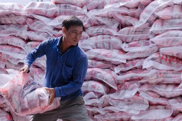 A worker loads rice packs for exports. (Photo: VNA)