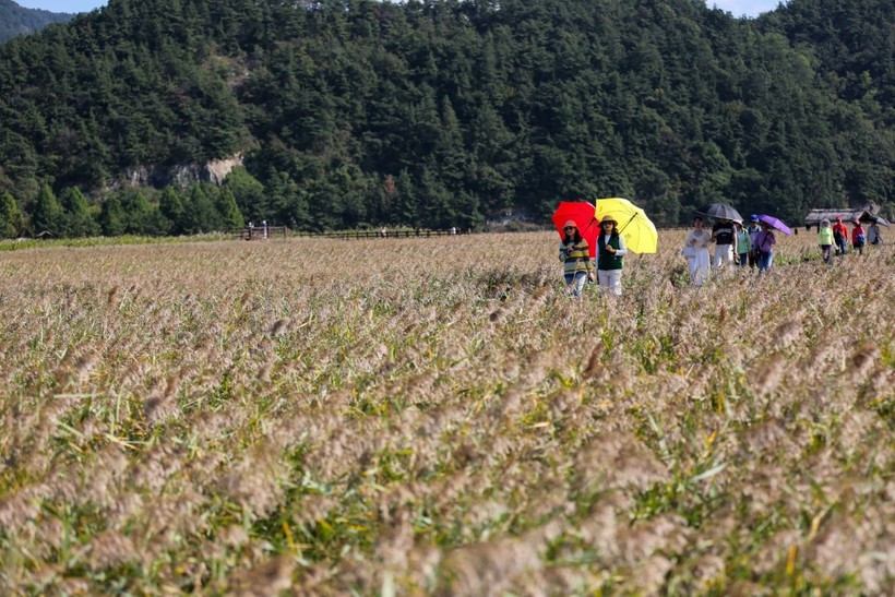 Tourists visit Suncheon Bay, the Republic of Korea. (Source: Xinhua/VNA) 
