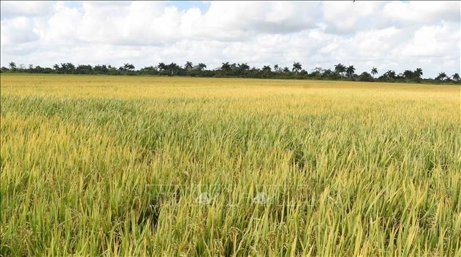 A rice field in Los Palacios district, Pinar del Río province, Cuba. (Photo: VNA)
