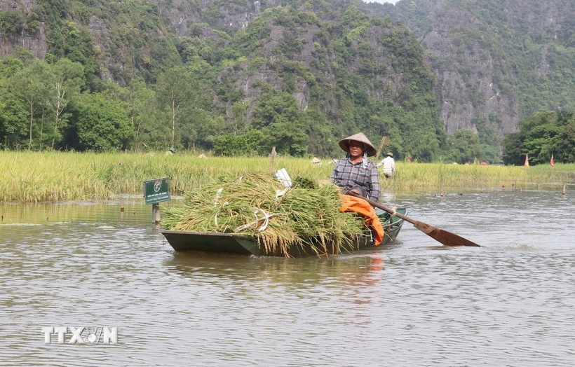 A boat on the Ngo Dong River in Ninh Binh province (Photo: VNA)