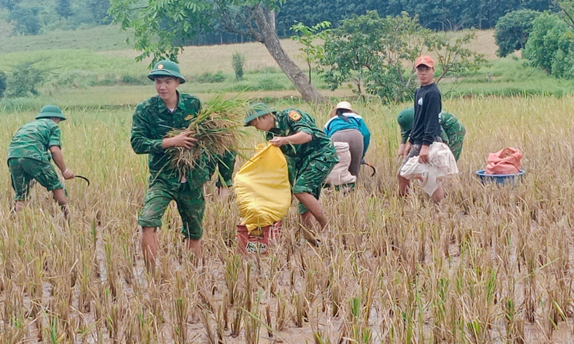 Soldiers help people harvest rice in the rainy season (Photo: VNA)
