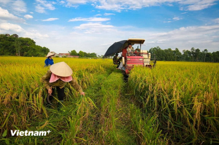 The ADB-BIDV package will provide sub-loans to agribusinesses engaged in sustainable agricultural production, climate adaptation, and resource efficiency. (Illustrative photo: VNA)