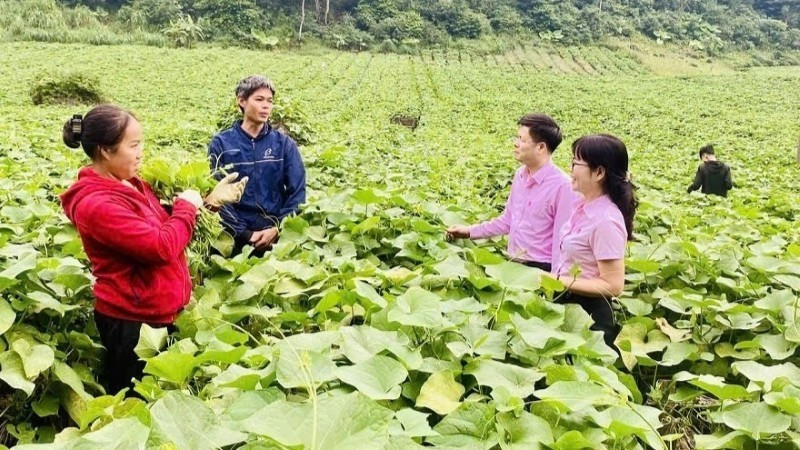 A credit officer from the Vietnam Bank for Social Policies (VBSP) in Phu Tho province guides residents on utilising borrowed capital for intended purposes and effective investment. (Photo: VietnamPlus)