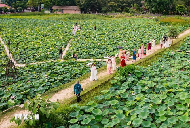 Lotus flower season in Ninh Binh province (Photo: VNA)