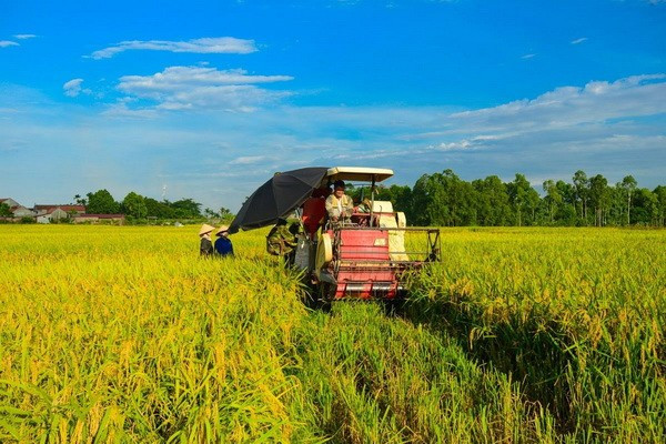Farmers harvest rice in the Mekong Delta. (Photo: VNA)