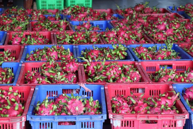 Vietnam's dragonfruits for export (Photo: VNA)