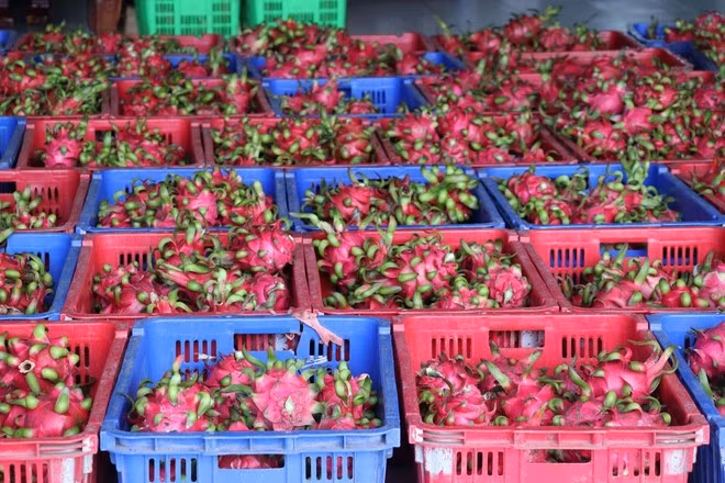 Vietnam's dragonfruits for export (Photo: VNA)