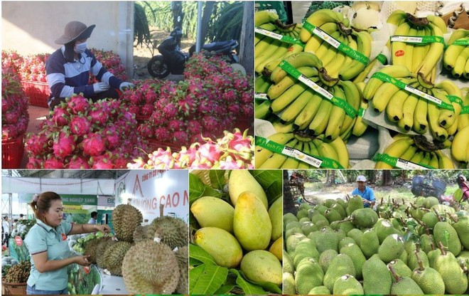 Vietnam earns over 7 billion USD from fruit and vegetable exports in the first ten months of this year, up 14% year on year (Photo: VNA)