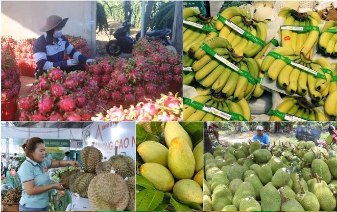 Vietnam earns over 7 billion USD from fruit and vegetable exports in the first ten months of this year, up 14% year on year (Photo: VNA)