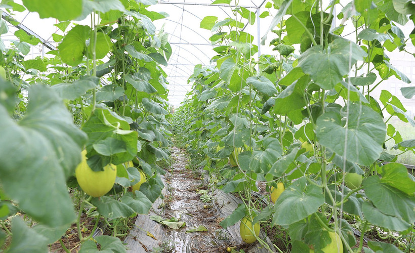 Bac Ninh province aims to further expand organic farming models and promote the adoption of high-tech agricultural practices. (Photo: bacninh.gov.vn)