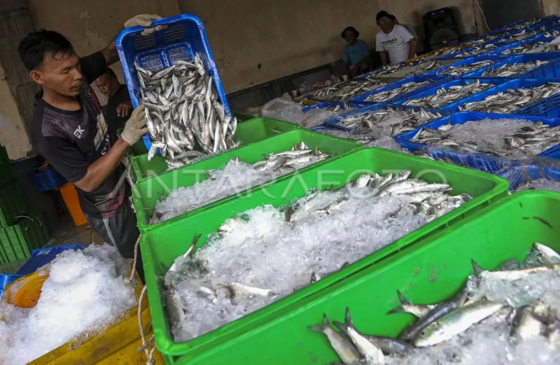 A worker transfers fish catch into ice boxes at a fish auction site in Banten province of Indonesia. (Photo: Antara)